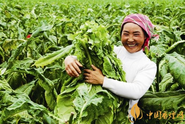 煙葉稅是什么，煙葉稅如何計算