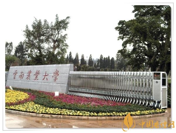 煙草專業(yè)大學(xué)排名，煙草專業(yè)就業(yè)前景好