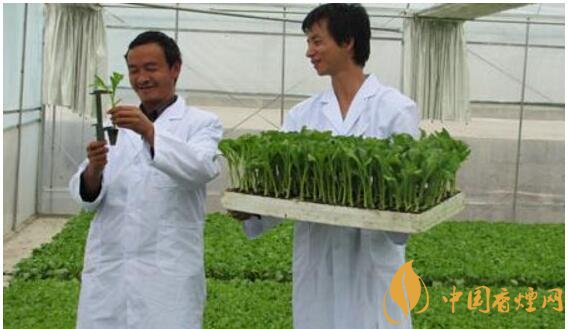 煙草專業(yè)大學(xué)排名，煙草專業(yè)就業(yè)前景好