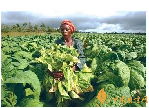 津巴布韋煙葉為什么好，黃金煙葉成為國(guó)寶