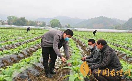 云南預撥煙草扶持資金285億元 支持煙葉生產工作！